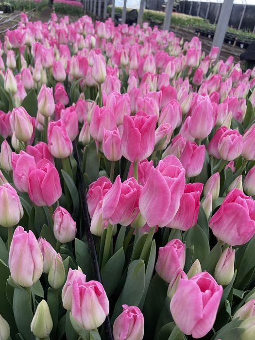 Голландские тюльпаны оптом