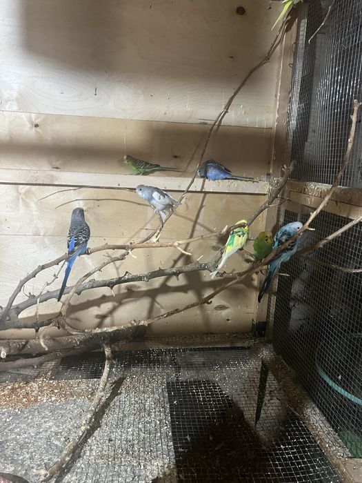 Toti valnisti sotiladi