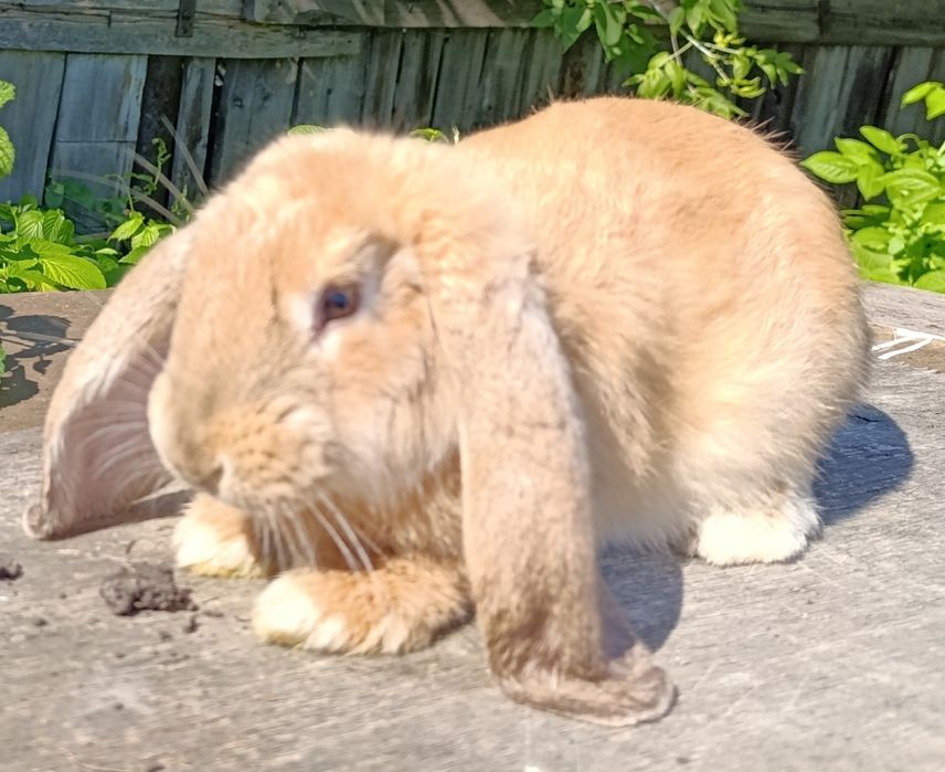 Кролики французский баран