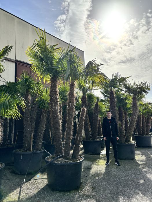 Palmieri trachycarpus fourtunei toate marimile  rezistenti la inghet