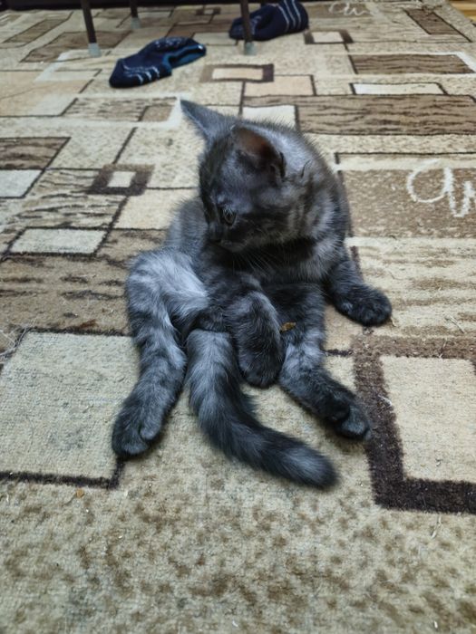Отдам даром котёнка