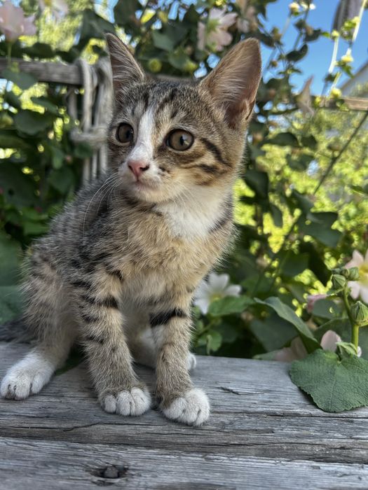 Отдам котят в добрые руки