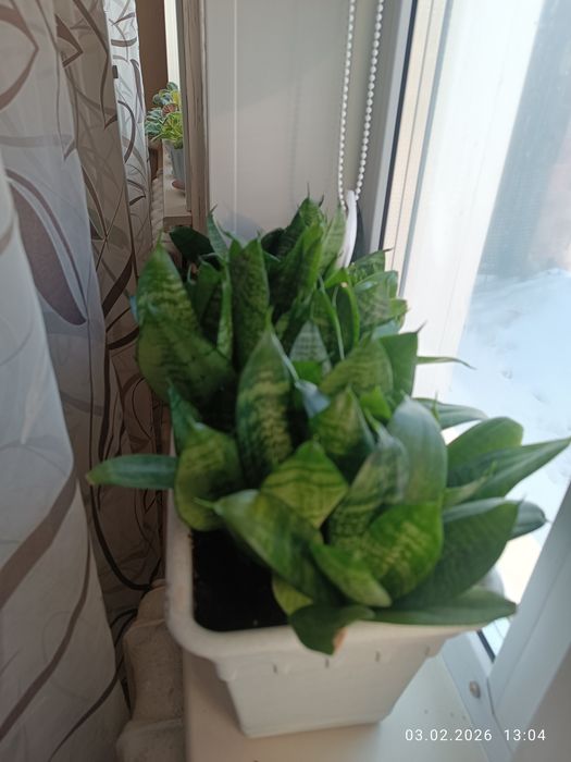 Продам цветы для дома, офиса