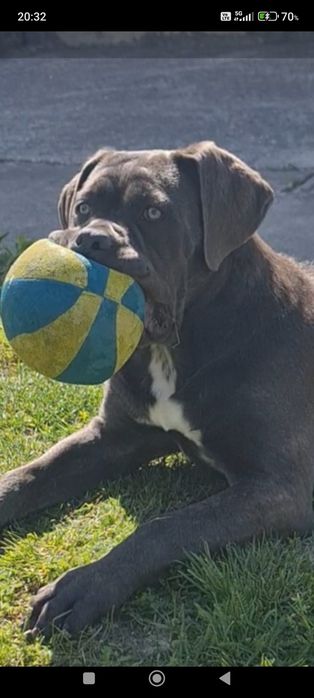 Cane corso italiano cu pedigree