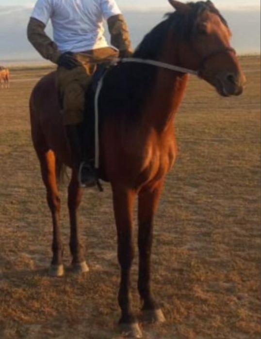 Продается жеребец