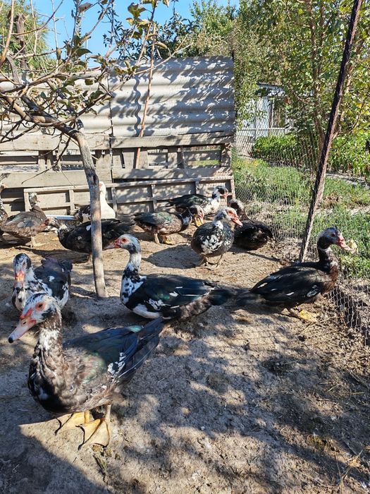 Продам домашних индоуток