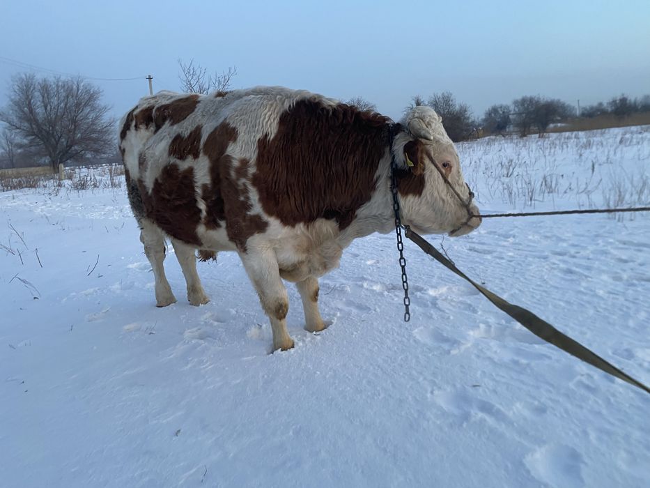 Продам быка семинтал возраст 3 года