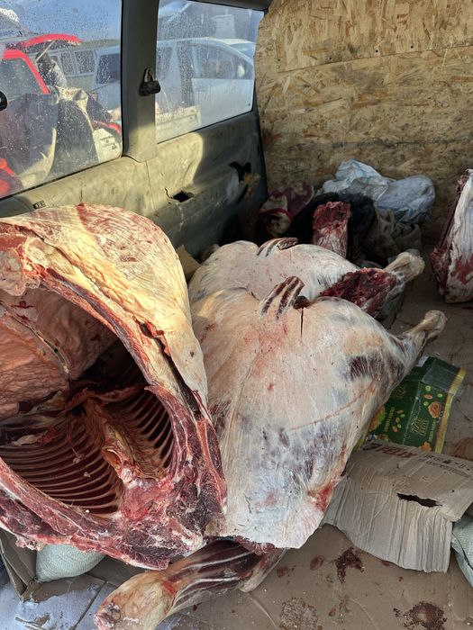 Жылқы еті соғым бар