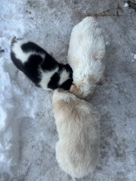 Отдам щенков в добрые руки