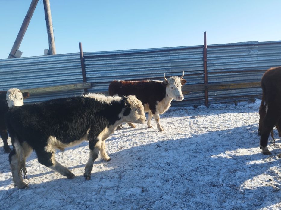 Бычки белоголовые 3 шт продам