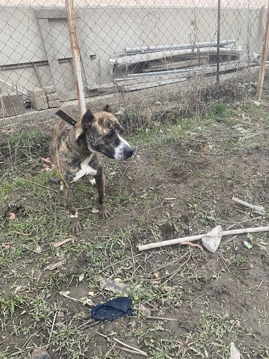 Продам девочку питбуля