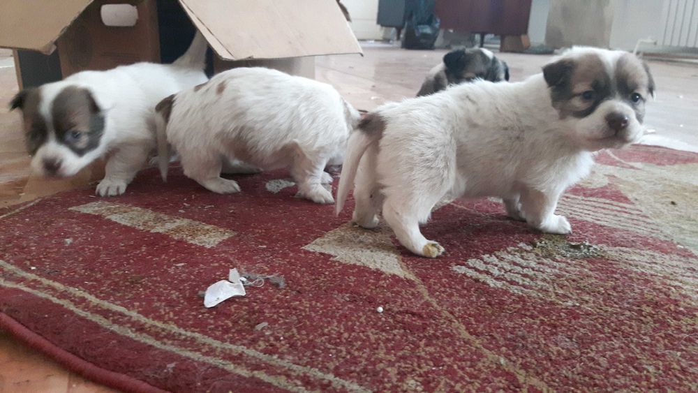 Щеночки звоночки