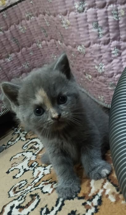 Продаются котята