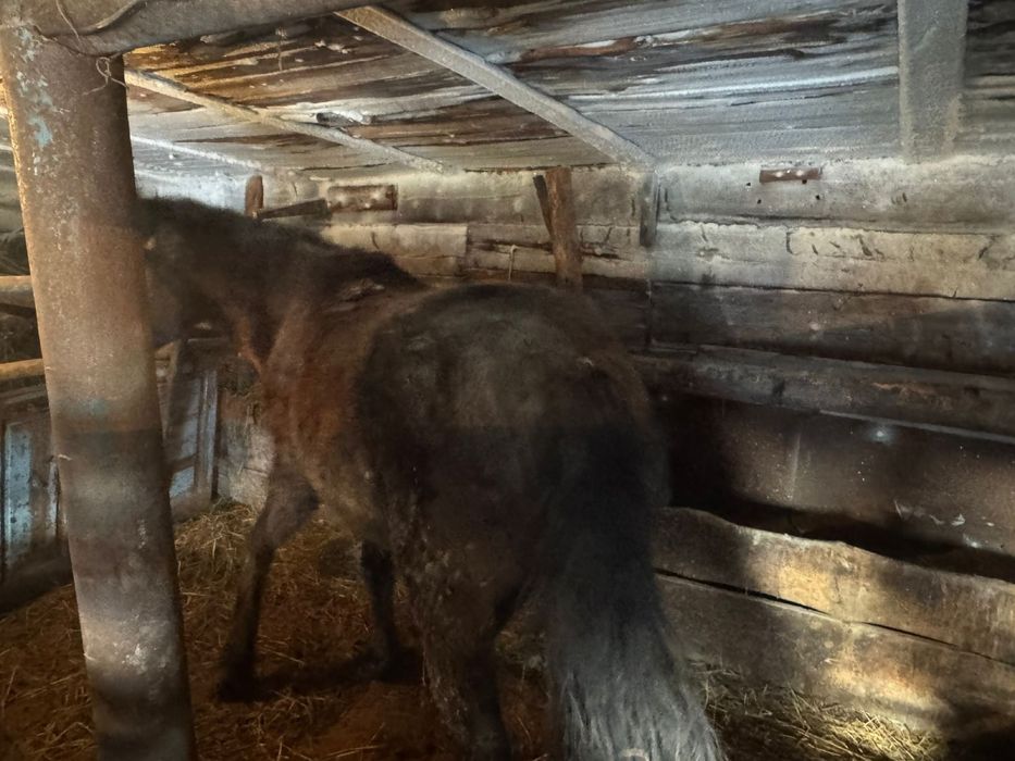 Жылкы лошадь согым