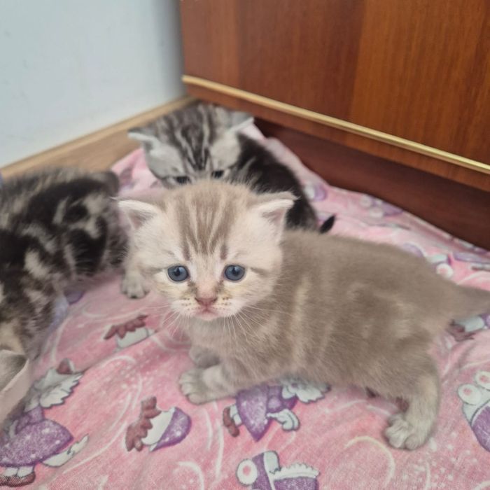 Котята шотландские