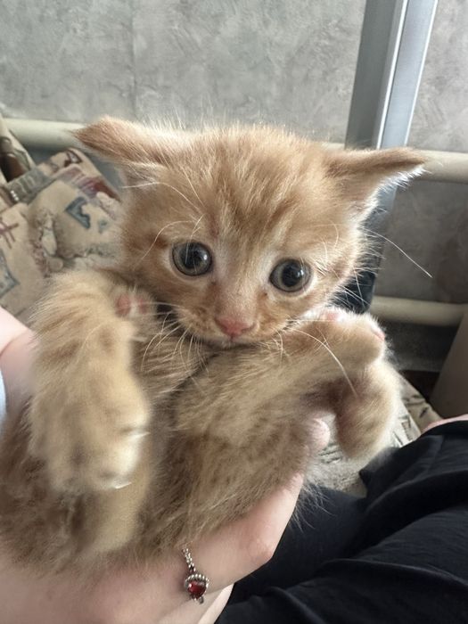 Отдам котят в добрые руки