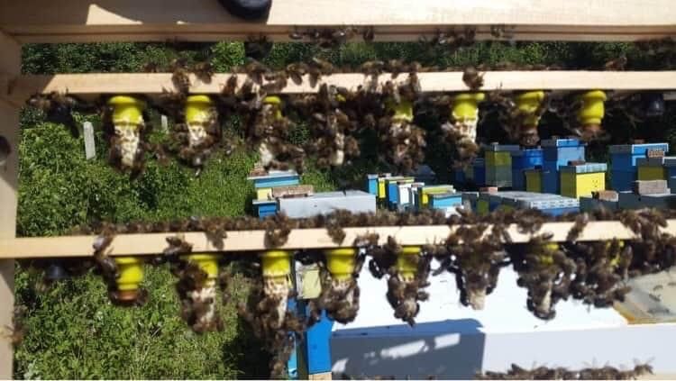 Малки пчелни семейства (отводки) 2026