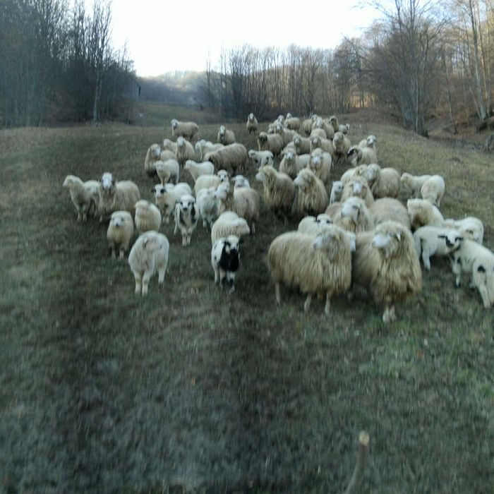 Vand 50 de oi cu miei