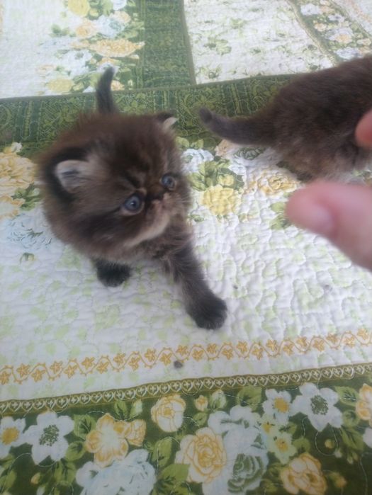 Готовы к продаже персидские котята