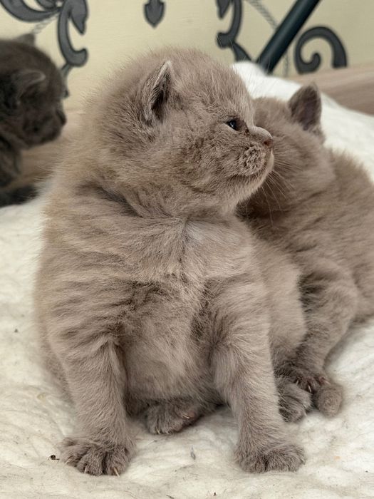 британские котята