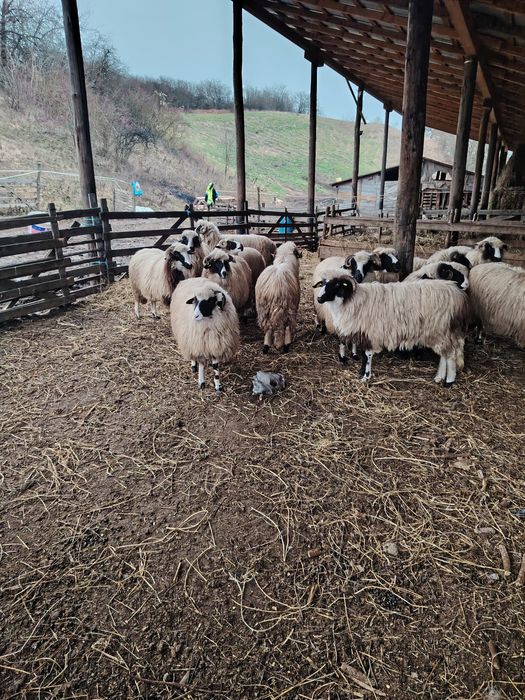 Oi de vânzare 14 Miori și un Berbec