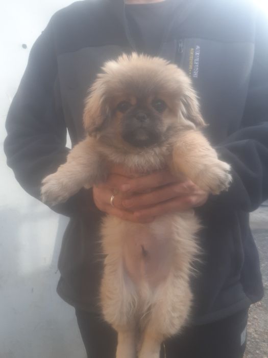 Продам щенка пикинес