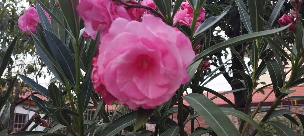 Големи олеандри ( лян,зокум)