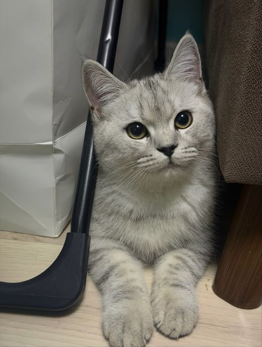 Продается шотландец прямоухий