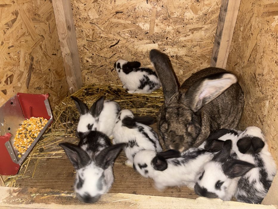 Vând pui de iepuri de rasă