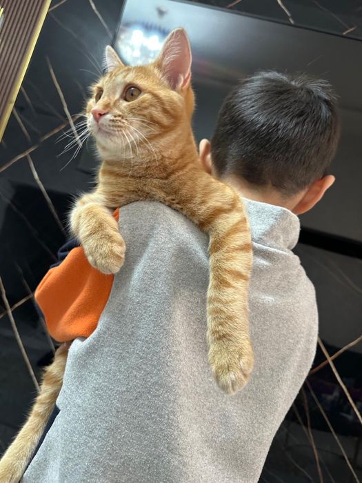 Отдам кота в хорошие руки