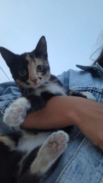 Котята бесплатно