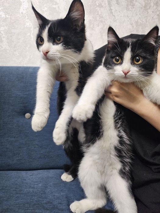 2 котёнка по 3 месяца