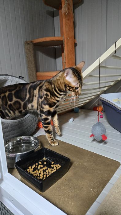 Хотел за домашни любимци Варна  Pet Hotel Зоо хотел