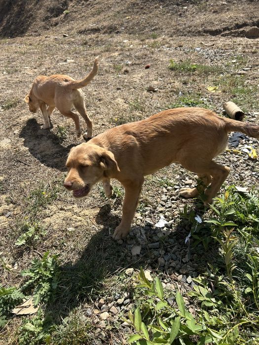 Căței spe adoptie