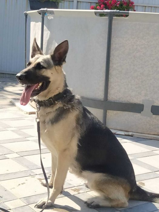 щенки Восточно-европейской овчарки