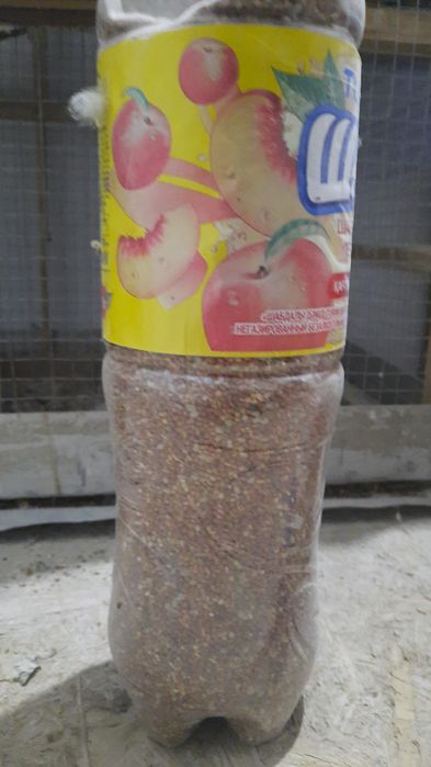 Декоративный птицы