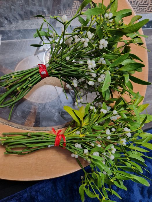 Vând vasc în cantități mari sau mici  preț 5 lei legătură..