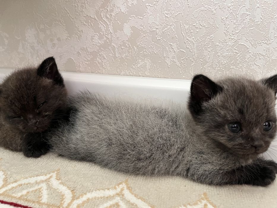 Котята породистые