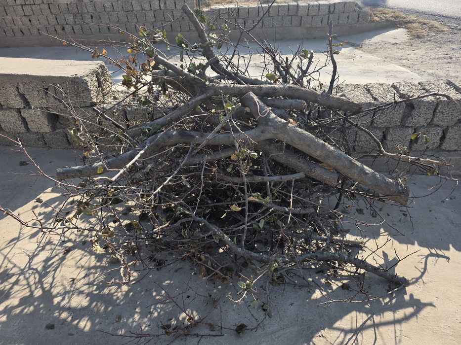 Дрова.O'tin,o'rik daraxtidan.