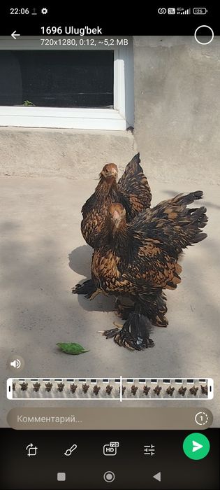 BRAMA Zolota joja tovuq 500 min donasi