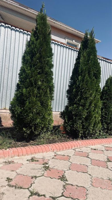Продам туя Смарагд не дорого!