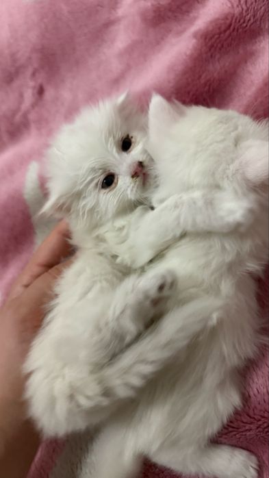 Котята британки мальчик и девочка