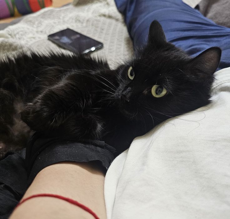 Красавица пантера черна как сама ночь