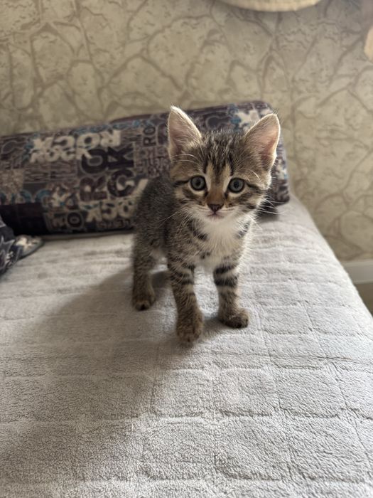 Отдам котёнка в добрые руки