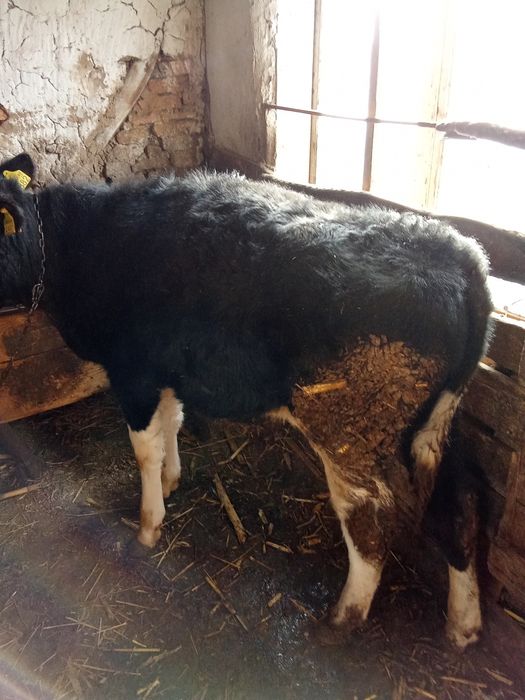 Taur și vițea de vânzare