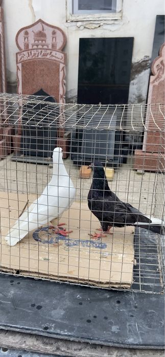 Голуби Чех, кормилка и бакинцы