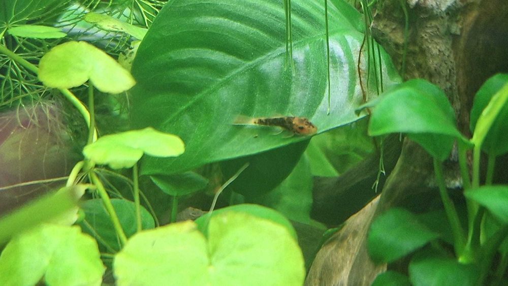 Pachet pești + plante + melci, la doar 100 de lei