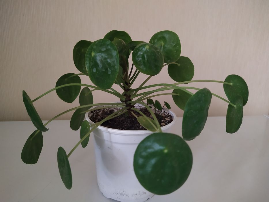 Эпипренум неон черенки