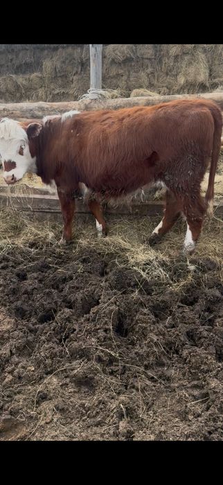 Продам жирных телок с откорма