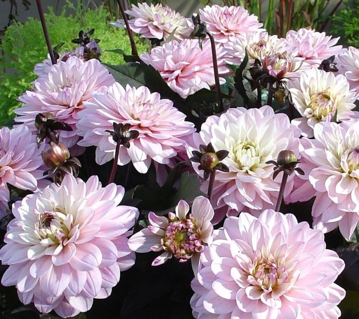 Эустома,вербена,петунья,патио георгины